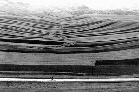 Trees and Crows - Abbas Kiarostami