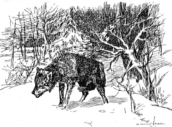 Wolf, 1896 - Mykola Samokysh
