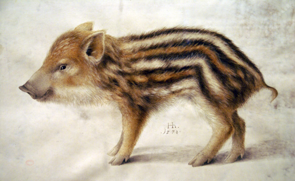A Wild Boar Piglet, 1578 - Hans Hoffmann