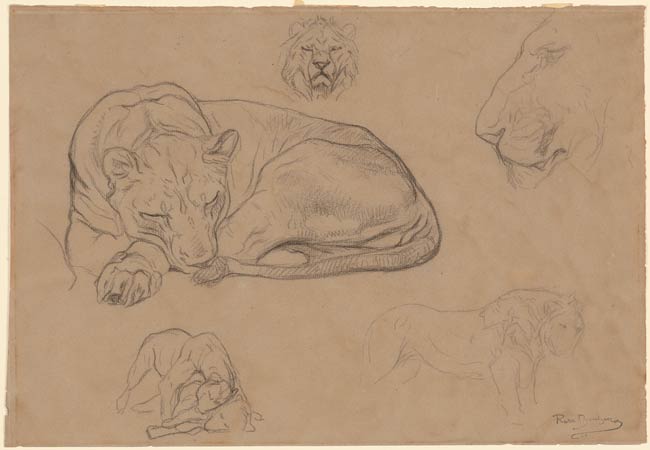 Study of Lions - Rosa Bonheur