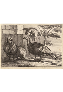 Four Turkeys - Wenceslaus Hollar