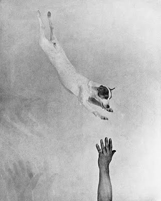 Jumping Fox Terrier, 1930 - Martin Munkácsi
