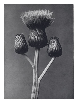 Art Forms in Nature 100, 1928 - Karl Blossfeldt