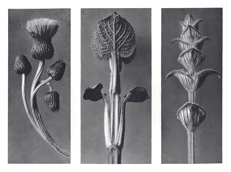 Art Forms in Nature 101, 1928 - Karl Blossfeldt