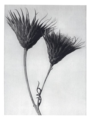 Art Forms in Nature 102, 1928 - Karl Blossfeldt