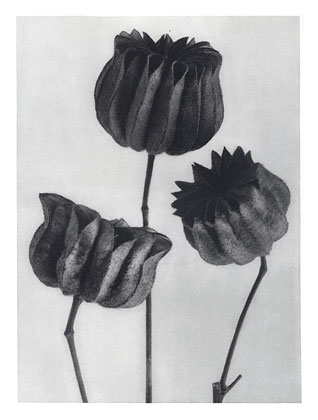 Art Forms in Nature 103, 1928 - Karl Blossfeldt