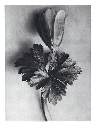 Art Forms in Nature 105, 1928 - Karl Blossfeldt