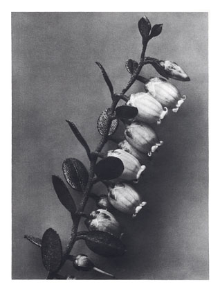 Art Forms in Nature 106, 1928 - Karl Blossfeldt