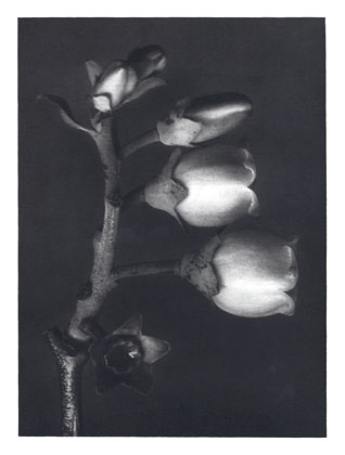Art Forms in Nature 108, 1928 - Karl Blossfeldt
