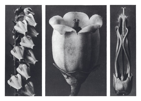Art Forms in Nature 109, 1928 - Karl Blossfeldt