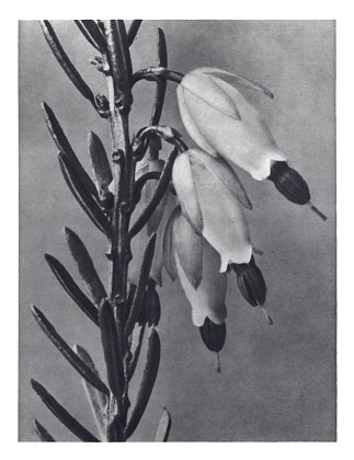 Art Forms in Nature 110, 1928 - Karl Blossfeldt