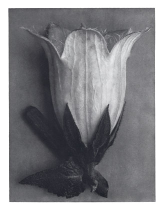 Art Forms in Nature 111, 1928 - Karl Blossfeldt