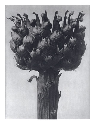 Art Forms in Nature 112, 1928 - Karl Blossfeldt