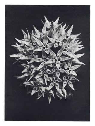 Art Forms in Nature 113, 1928 - Karl Blossfeldt