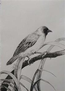 "Northern Masked Weaver" Birds of Sudan - Iman Shaggag