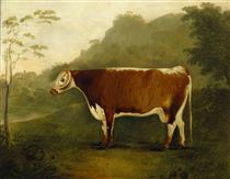 'Brindled Beauty': A Cow - John Boultbee