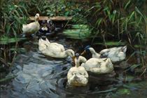 Six ducks - Alexander Koester