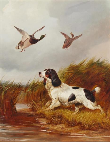 Bird dog in action - Colin Graeme Roe