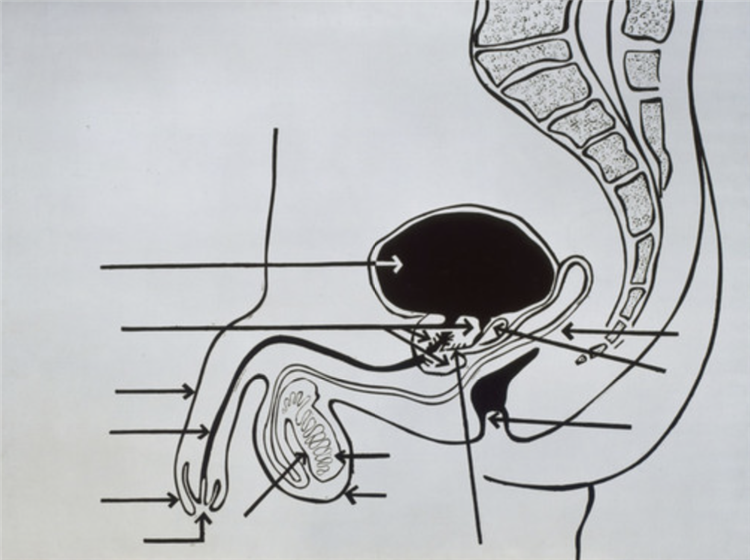 Male Genital Diagram, 1962 - Andy Warhol