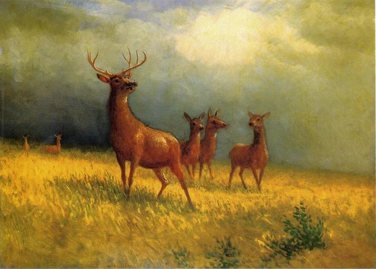 Deer in a Field, 1885 - 阿爾伯特·比爾施塔特