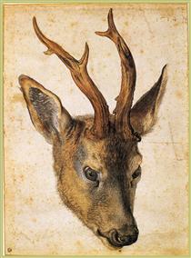 Head of a Stag - Albrecht Dürer