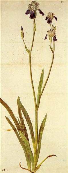 Iris, c.1503 - Albrecht Durer - WikiArt.org