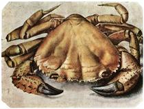 Crab - Albrecht Dürer
