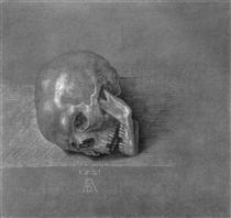 Skull - Albrecht Dürer