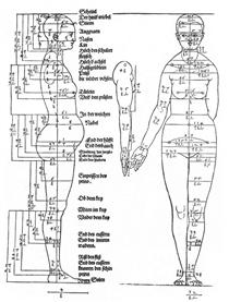 Studies on the Proportions of the Female Body - Albrecht Durer