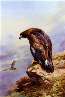 A Golden Eagle - Archibald Thorburn