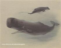 Sperm whale and Bottlenose whale - Archibald Thorburn