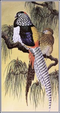 Lady Amherst's Pheasants - Charles Tunnicliffe