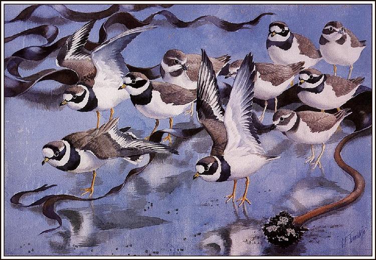 Ringed Plovers - Charles Tunnicliffe
