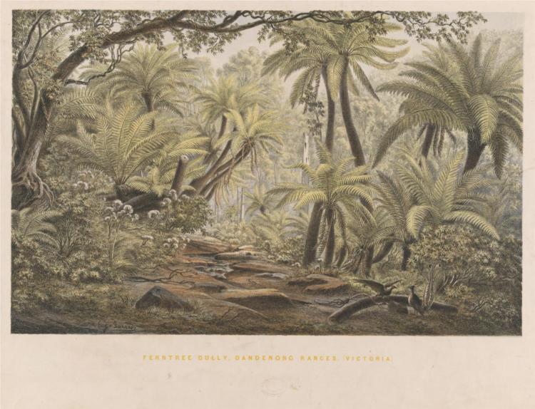 Ferntree Gully, Dandenong Ranges, Victoria, 1867 - Ойген фон Герард