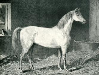 Messenger Horse - Джордж Стаббс