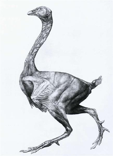 Study of a Fowl, Lateral View, with skin and underlying fascial layers removed, from 'A Comparative Anatomical Exposition of the Structure of the Human Body with that of a Tiger and a Common Fowl' - George Stubbs