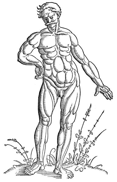 Muscle man standing, 1541 - Hans Baldung