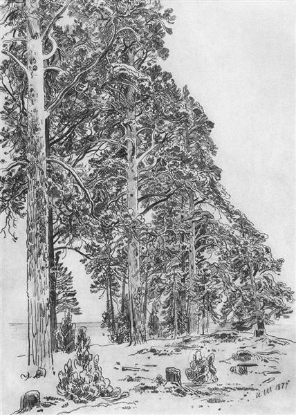 Pines on the beach, 1877 - 伊凡·伊凡諾維奇·希施金