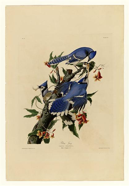Plate 102 Blue Jay - John James Audubon