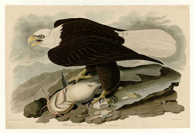 Plate 31. White-headed Eagle - John James Audubon