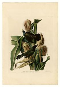 Plate 7. Purple Grakle or Common Crow Blackbird - Jean-Jacques Audubon