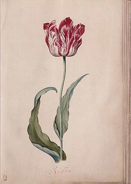 Tulip - Judith Leyster - WikiArt.org - encyclopedia of visual arts