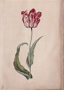 Tulip - Judith Leyster
