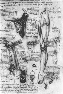 Anatomical studies (larynx and leg) - Леонардо да Винчи