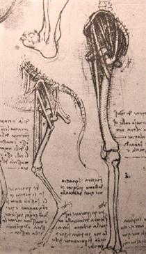 Drawing of the comparative anatomy of the legs of a man and a dog - Léonard de Vinci