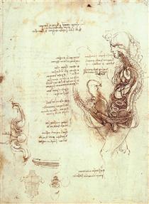 Studies of the sexual act and male sexual organ - Léonard de Vinci
