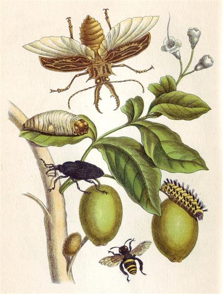 from Metamorphosis insectorum Surinamensium, Plate XLVIII, 1705 - 瑪麗亞·西碧拉·梅里安