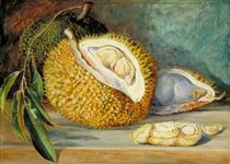Durian Fruit from a Large Tree, Sarawak, Borneo - Marianne North