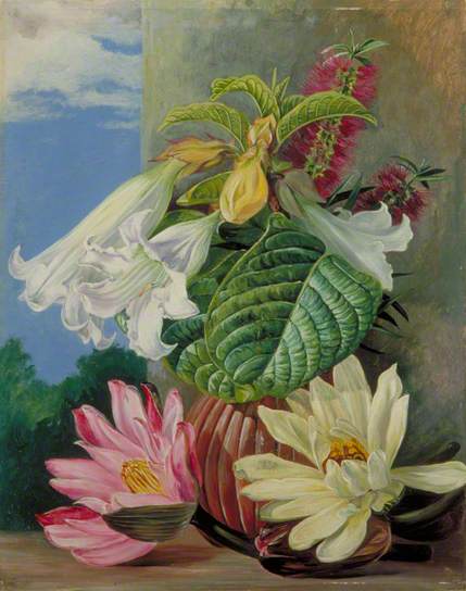 Flowers Cultivated in the Botanic Garden, Rio Janeiro, Brazil - Marianne North