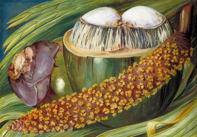 Male Inflorescence and Ripe Nuts of the Coco de Mer, Seychelles, 1883 - Marianne North